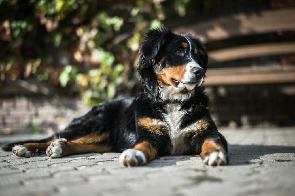 Mini Bernese Mountain Dog