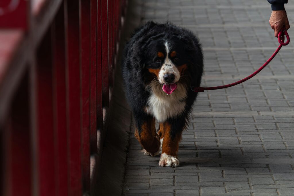 Mini Bernese Mountain Dog