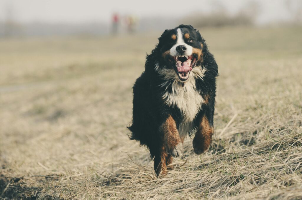 Mini Bernese Mountain Dog