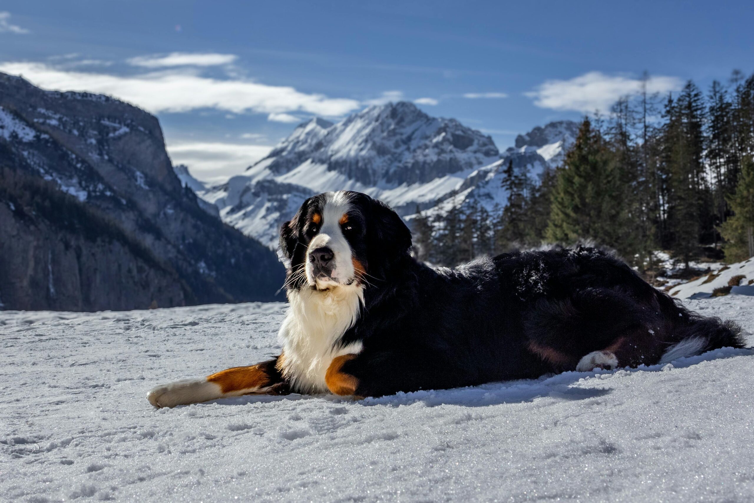 Mini Bernese Mountain Dog