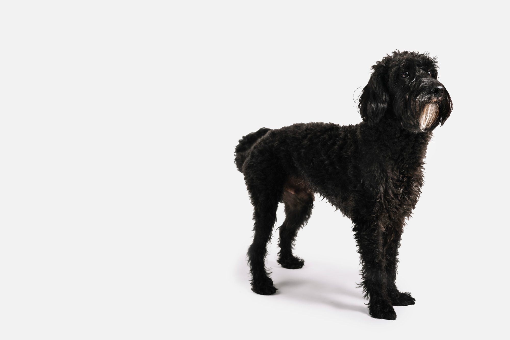 Black Labradoodle